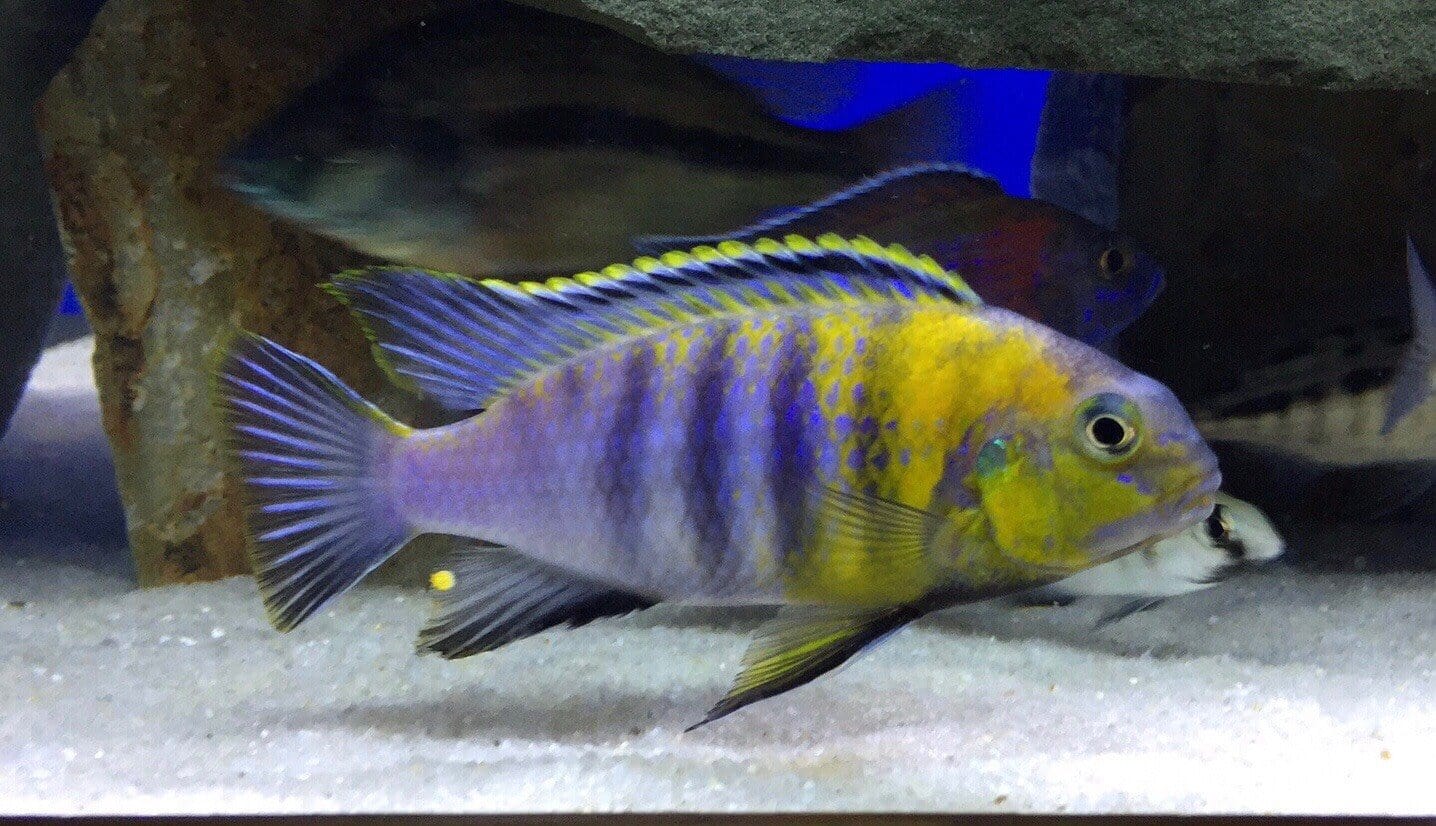 Red Cheek Tropheops Cichlid Fish - Live Freshwater Aquarium Fish for African Cichlid Tanks - Perfect for Home Aquariums & Fish Breeding