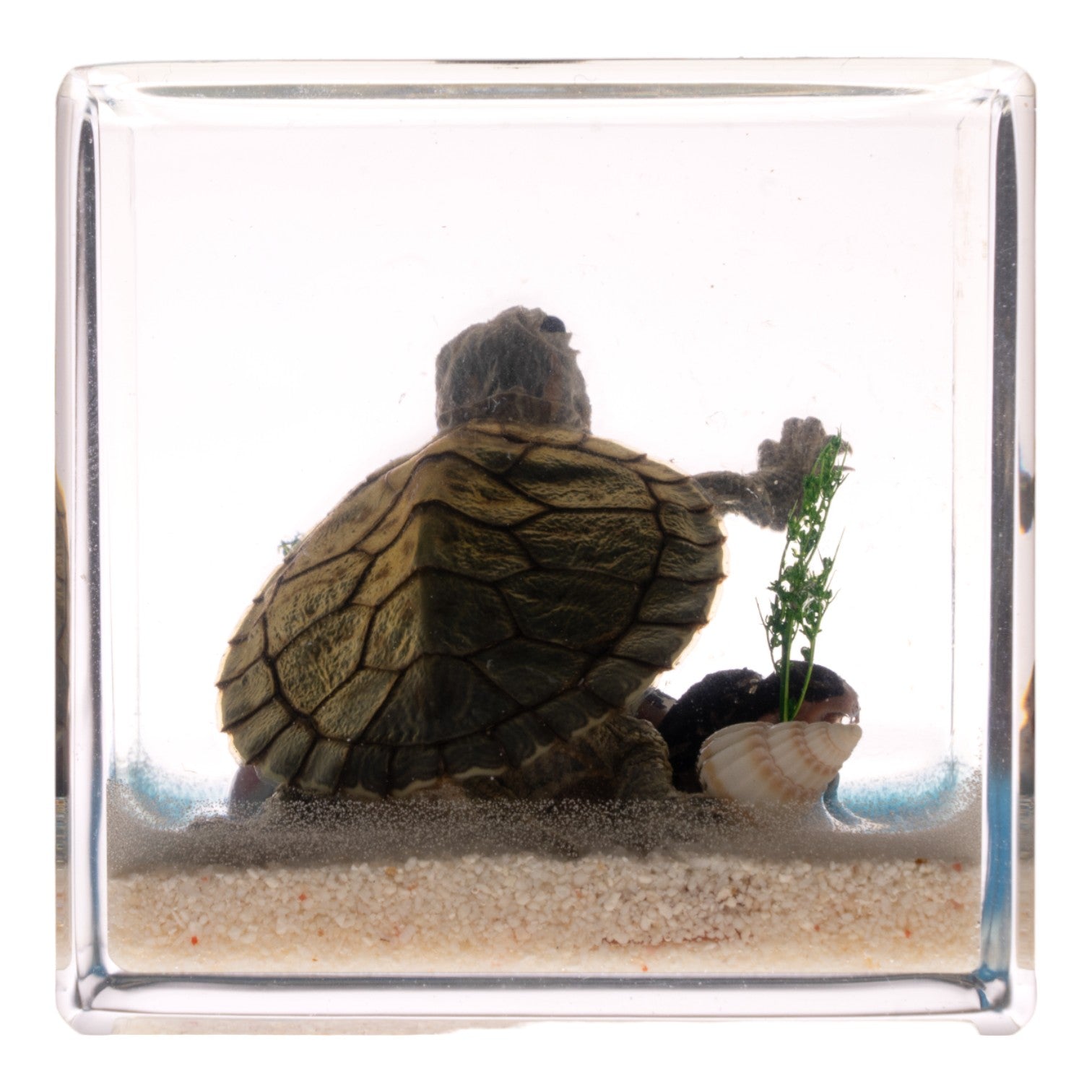 Realistic Turtle Figurine in Clear Acrylic Cube - Perfect for Home Decor, Office Desk Display, and Educational Science Collections