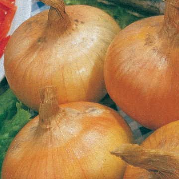 Yellow Granex Hybrid 33 Onion