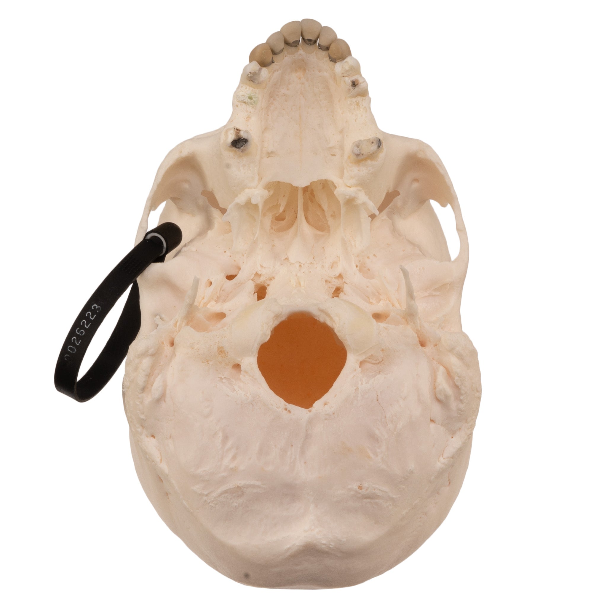 Authentic Human Skull for Medical Research & Education - Perfect for Anatomy Studies, Forensic Training, and Halloween Decor