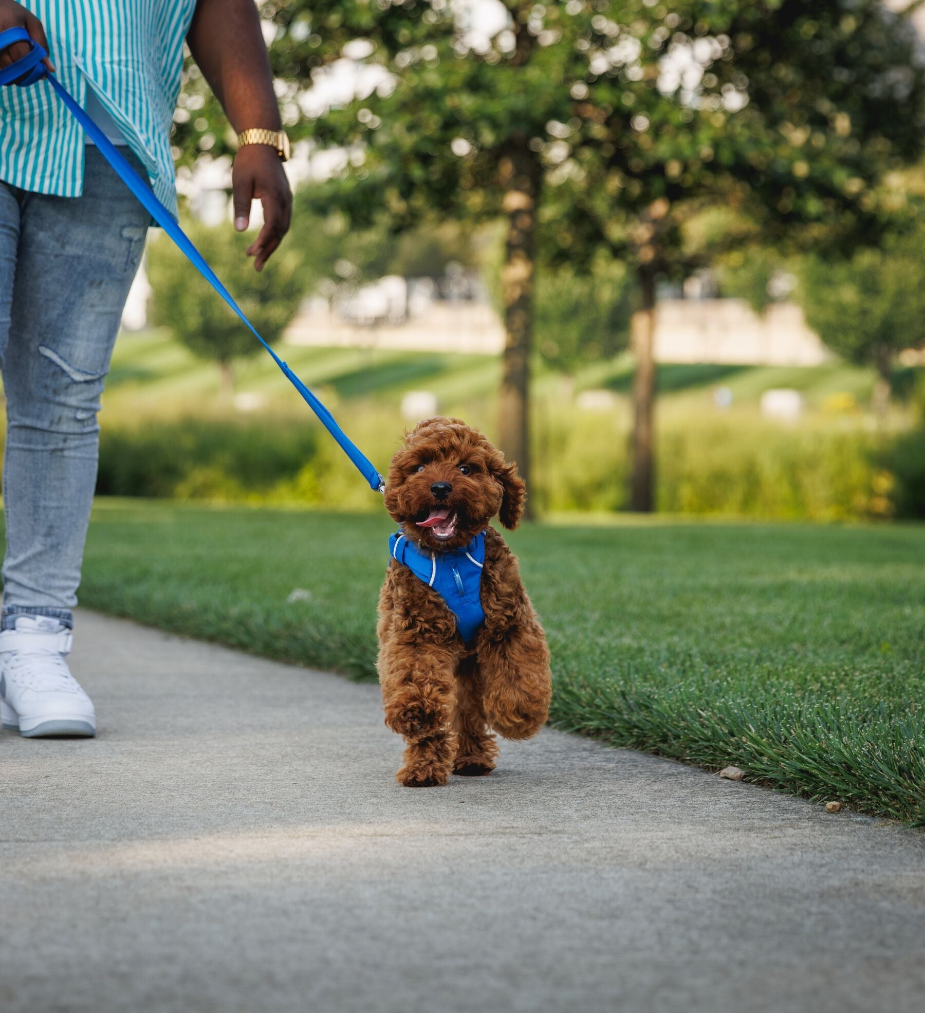 Ruffwear Front Range Dog Harness - Blue Pool Color, Adjustable & Reflective for Hiking, Running & Outdoor Adventures