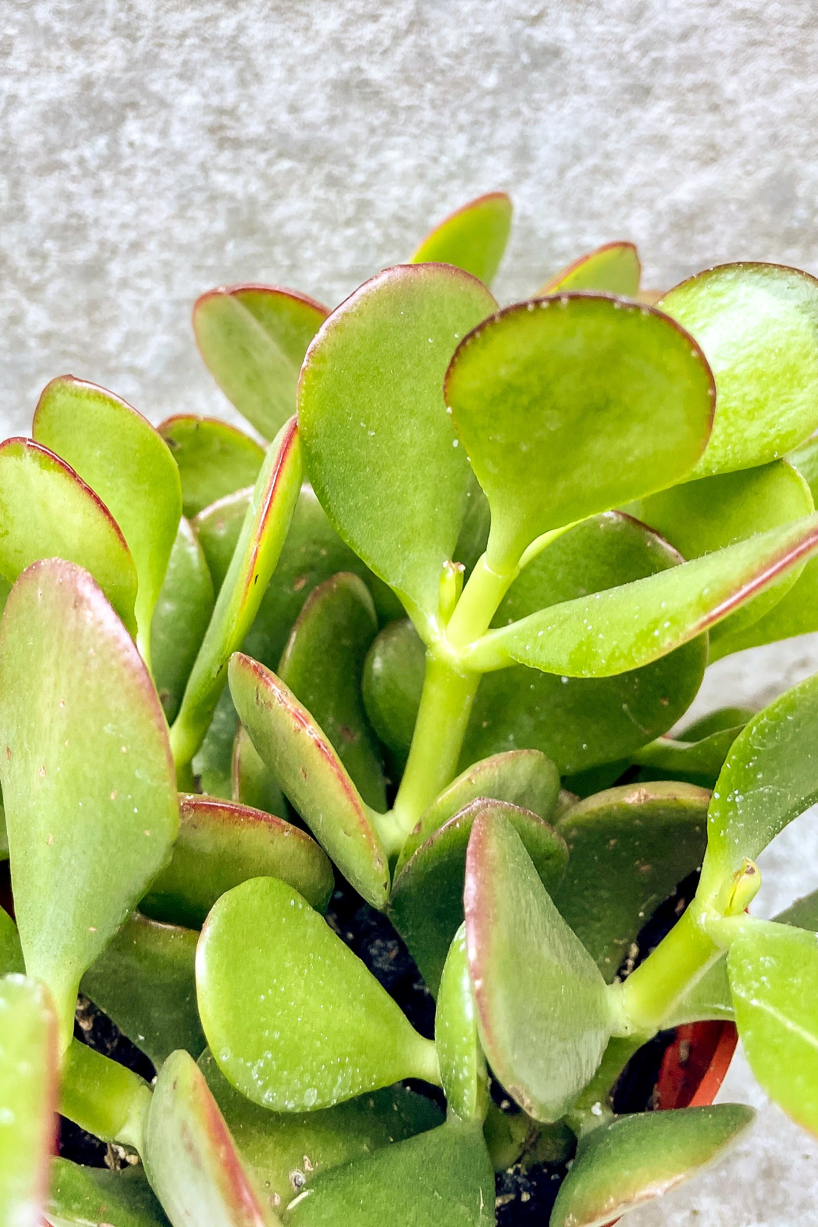 Crassula Ovata Jade Plant - Live Succulent for Home & Office Decor - Perfect for Indoor Gardening, Gifts, and Feng Shui