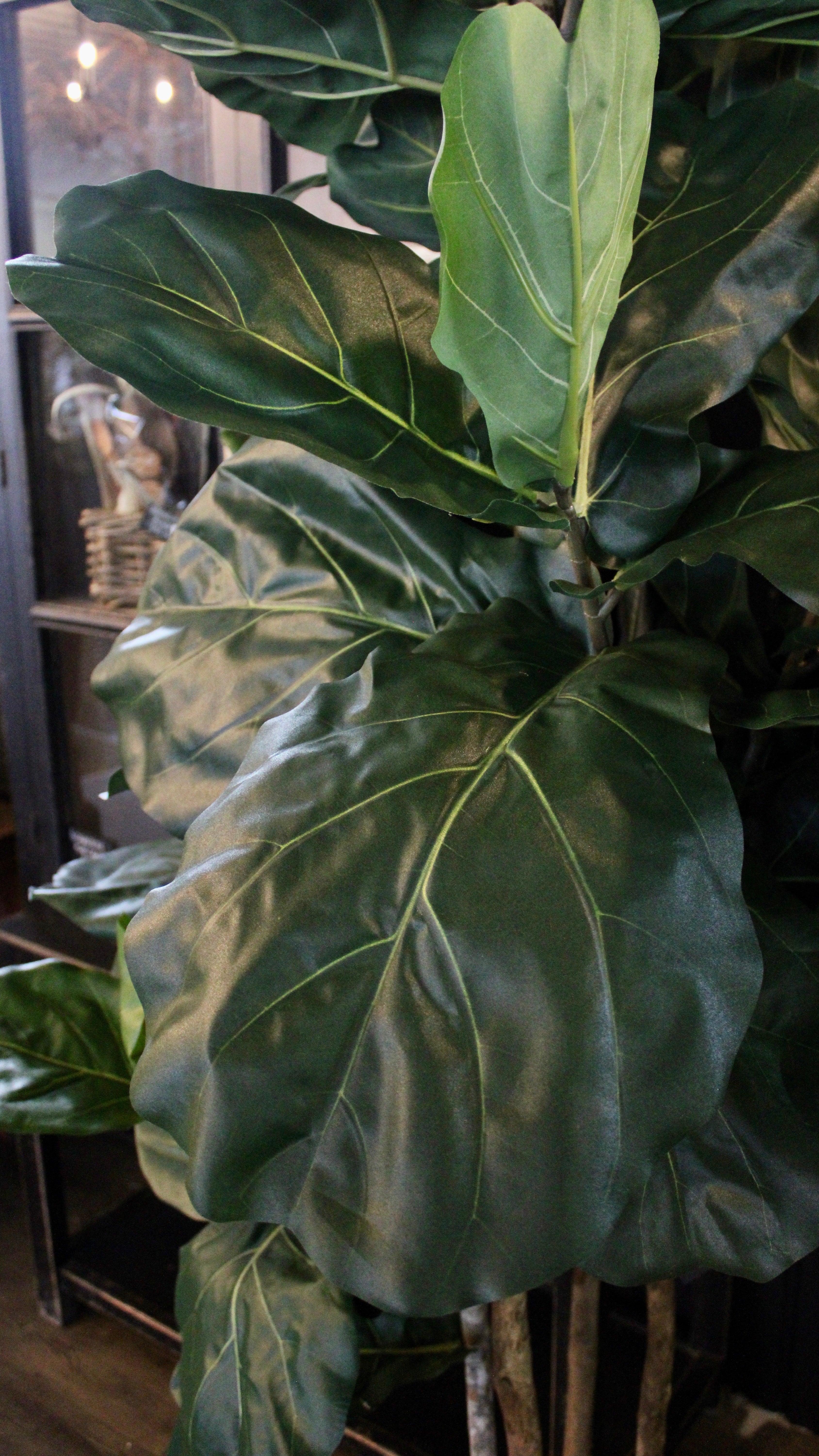 8' Natural Trunk Fiddle Leaf Fig Tree - Perfect for Home Decor, Office Spaces & Indoor Plant Lovers