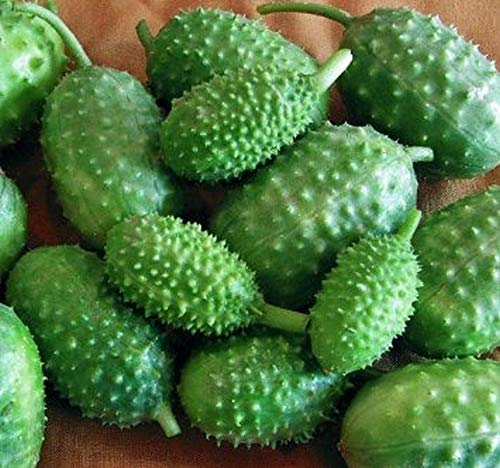 West Indian Gherkin Seeds (10 Count) - Small Tasty Cucumber Variety for Pickling & Salads - Perfect for Home Gardens, Containers & Fresh Eating