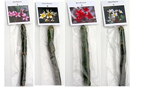 8 Hawaiian Live Plumeria Tree Cuttings - 2 White, Pink, Red, Yellow (9