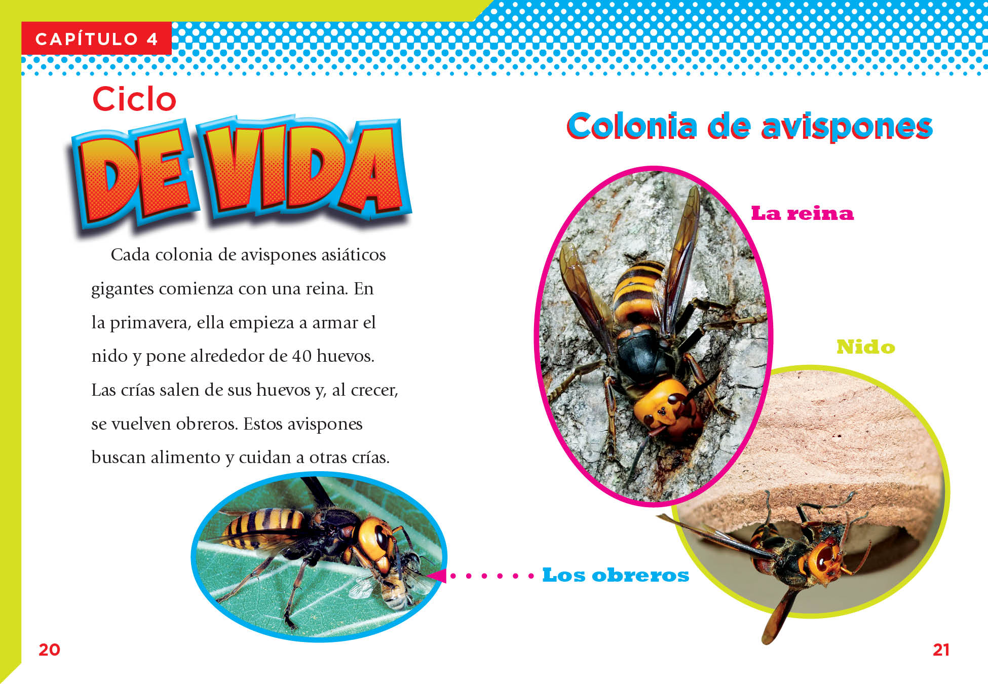 Giant Asian Hornet - Vespa Mandarinia - Natural Pest Control for Gardens & Outdoor Spaces