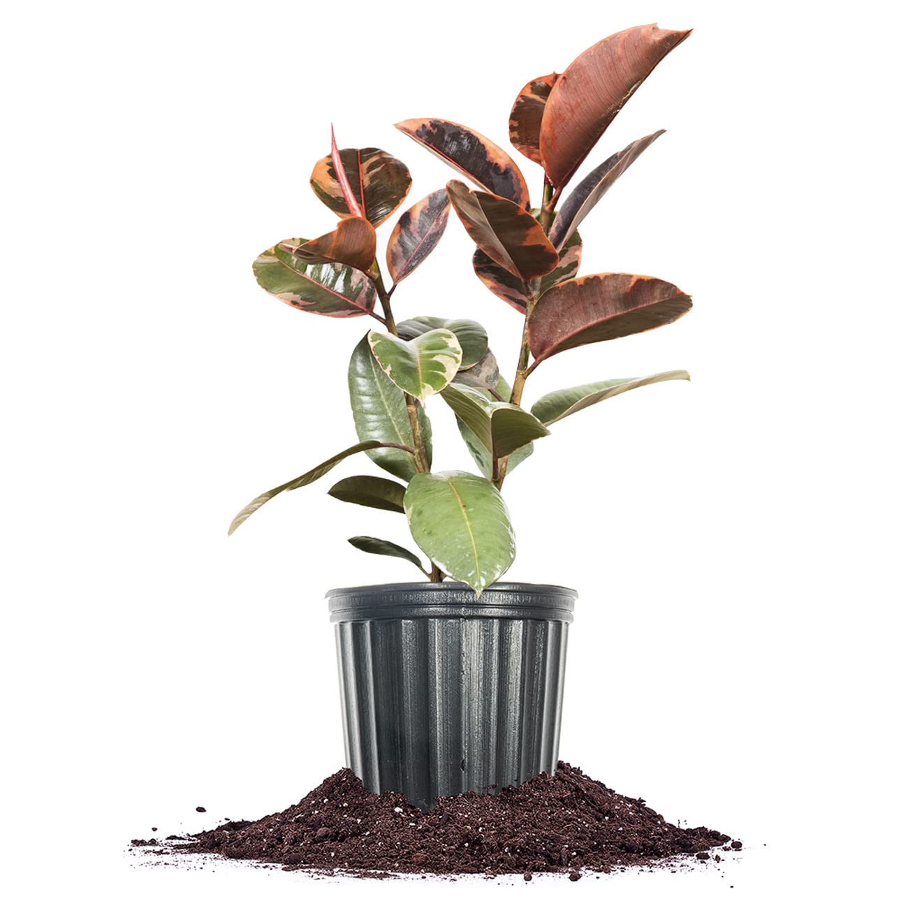 Variegated Rubber Plant (Ficus Elastica 'Ruby') - Live Indoor Houseplant in 10