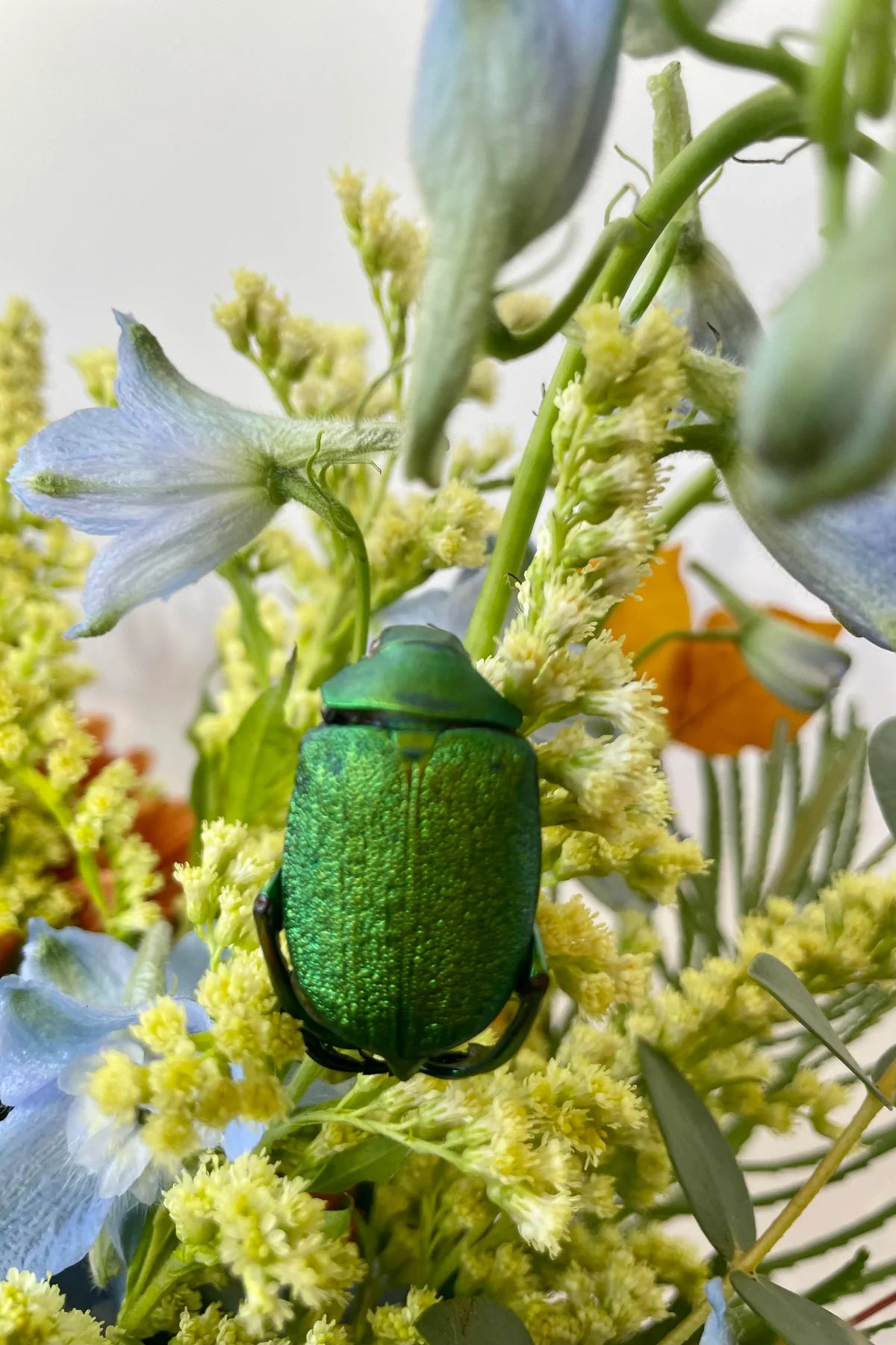 Chrysophora Chrysochlora - Stunning Golden Green Beetle Specimen for Collectors & Entomology Enthusiasts | Perfect for Display, Education & Insect Collections
