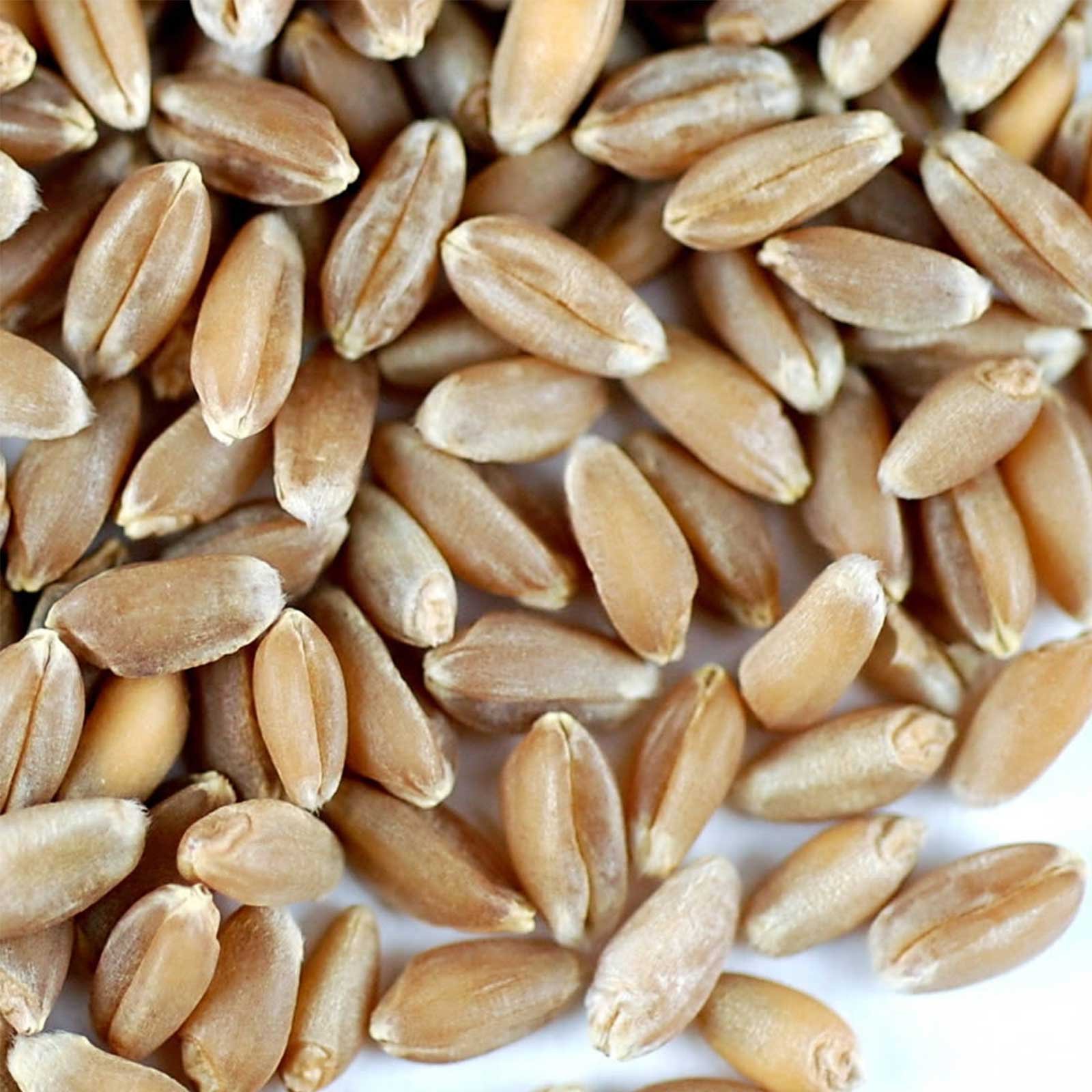 Organic Hard Red Wheat Sprouting Seeds - 10 Pre-Measured Bags (10 lbs) for 10