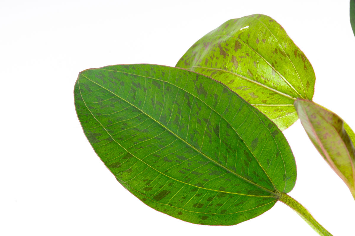 Echinodorus Bima Aquatic Plant - Live Freshwater Aquarium Plant for Fish Tanks, Ponds & Aquascaping | Easy to Grow & Low Maintenance | Perfect for Beginners & Experts
