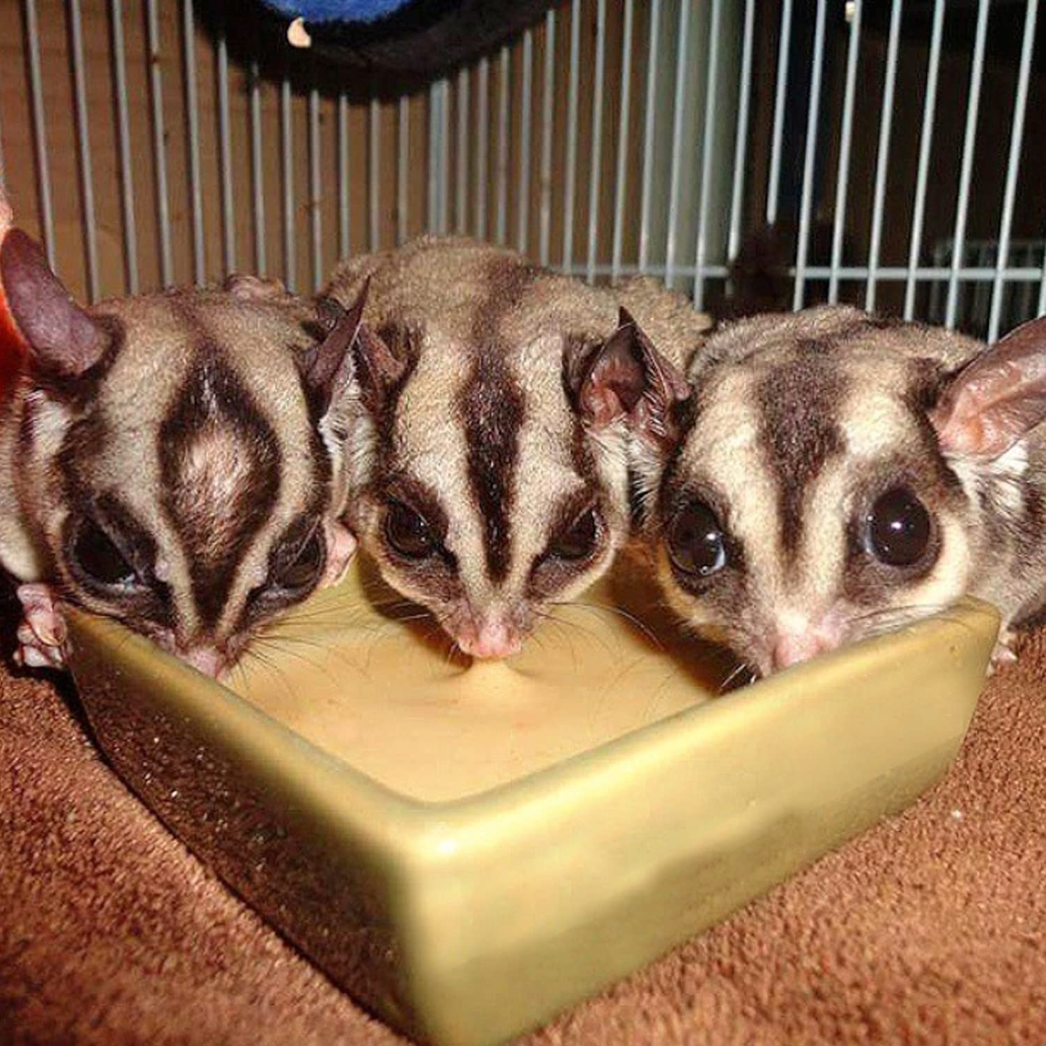 Exotic Nutrition Gliderade Nectar Powder (10 lb) - Vitamin-Enriched Sugar Glider Food Supplement with Essential Carbohydrates - for Small Marsupial Pets - Perfect for Daily Feeding & Nutritional Support