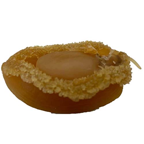 Premium Dried Dalian Abalone - 8oz Large Size Gourmet Gift Box | Perfect for Soups, Stews & Luxury Gifting