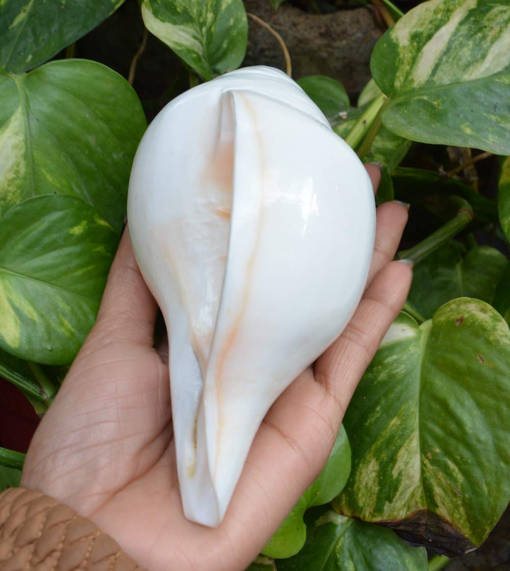 Authentic Pooja Shankha Conch Shell - Sacred Hindu Ritual Instrument for Prayer & Meditation | Perfect for Puja, Yoga & Spiritual Ceremonies