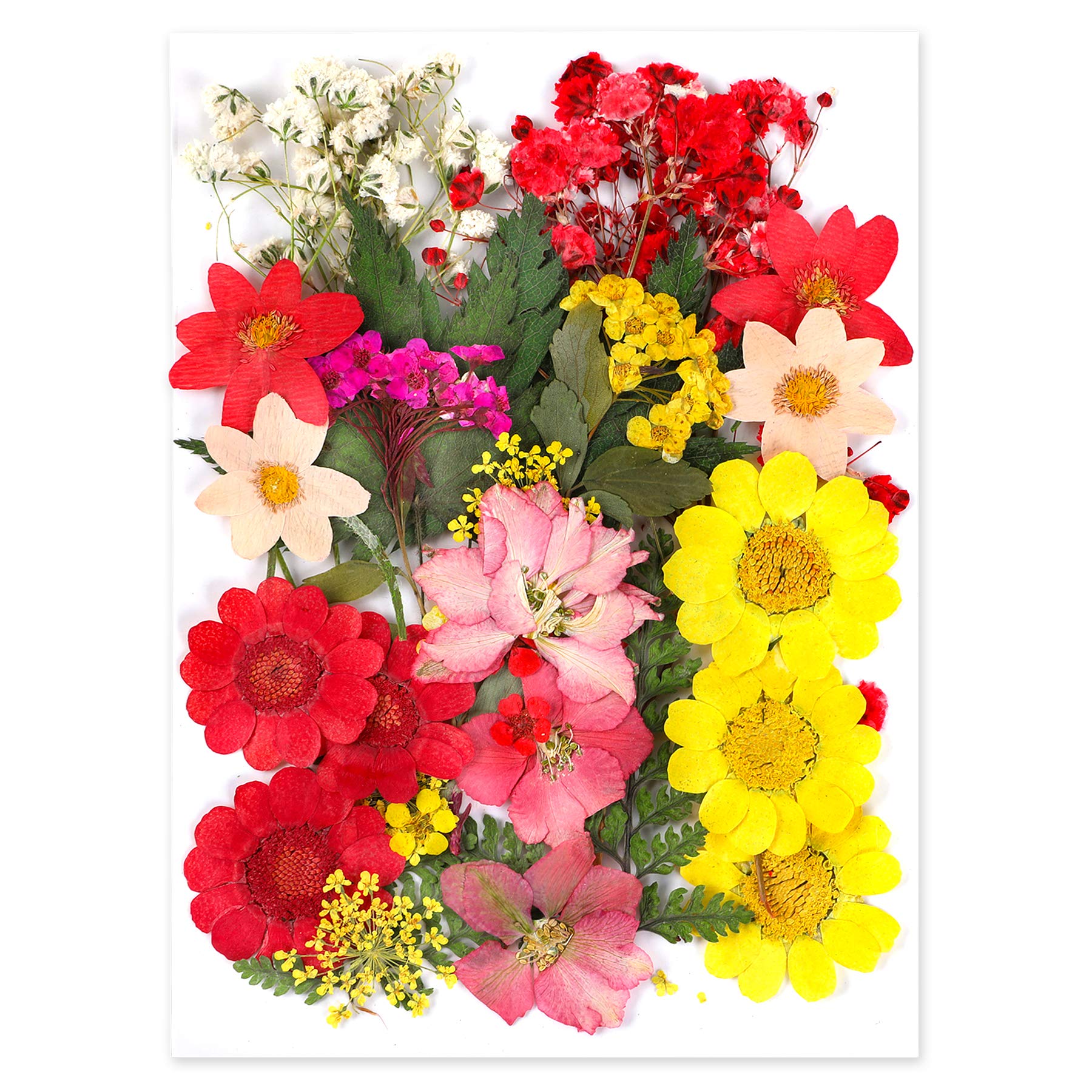 Natural Pressed Dried Flowers for Resin Jewelry Making, DIY Nail Art & Crafts - Mixed Color Real Flowers for Epoxy Resin Projects, Home Decor & Wedding Scatter