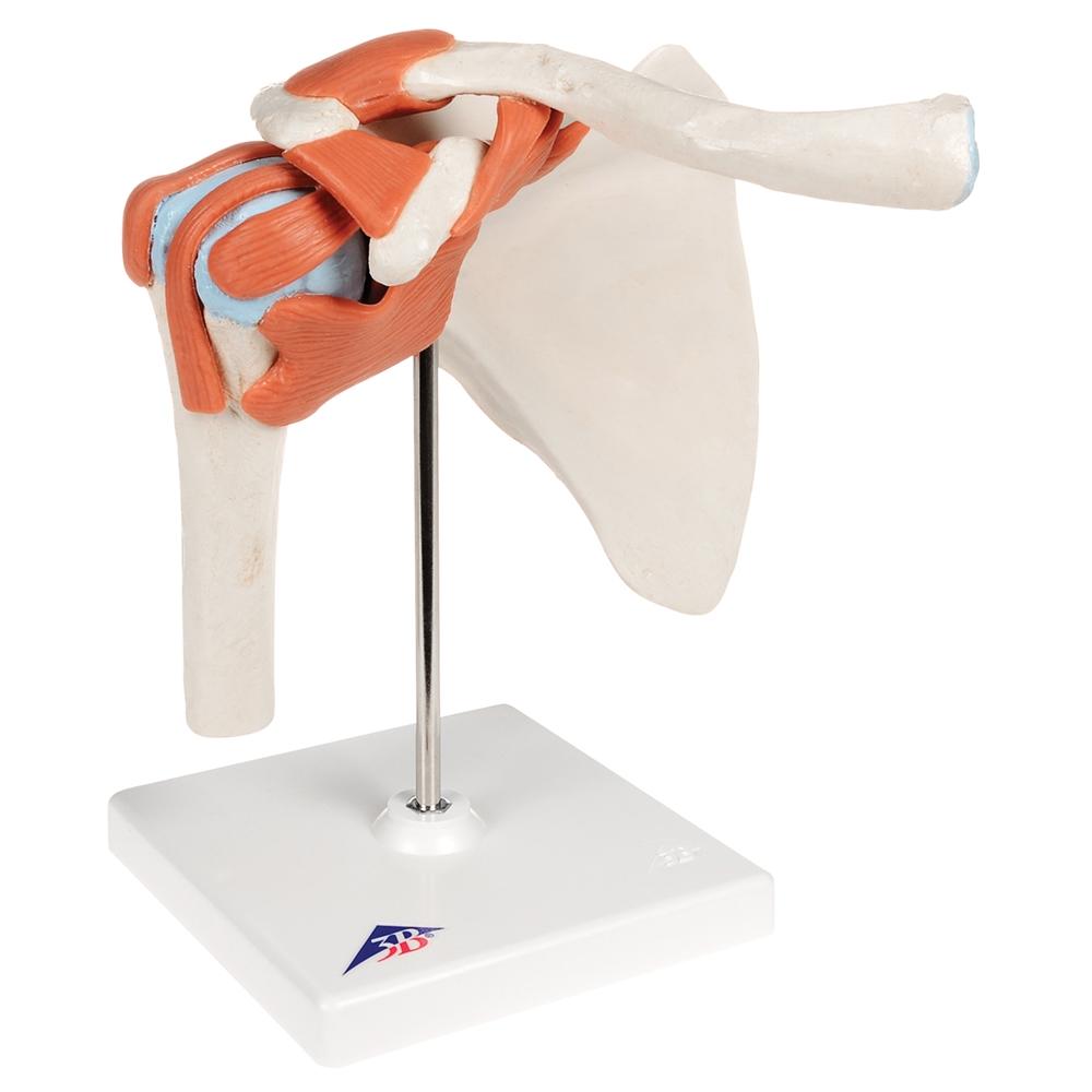 Premium Shoulder Joint Model - Anatomically Accurate Medical & Educational Tool for Students, Doctors & Physical Therapists - Perfect for Classroom, Clinic & Home Study