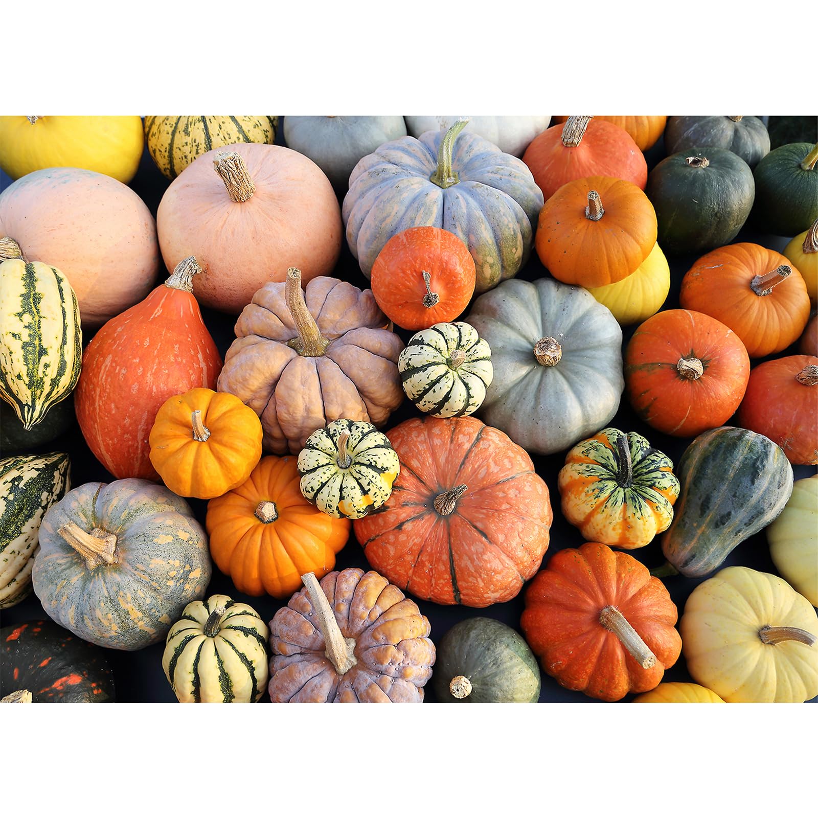 HUADADA 1000 Piece Jigsaw Puzzle for Adults & Kids - Colorful Pumpkin Design, Challenging Family Activity (27.56