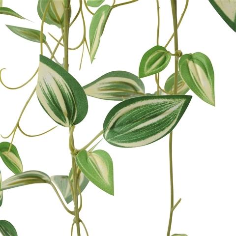 Pothos Green Climbing Plants - Low Maintenance Indoor Hanging Plants for Home & Office Decor