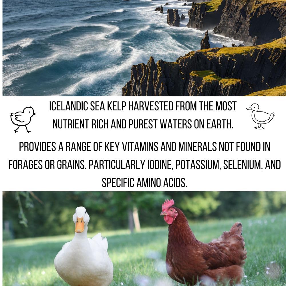 Premium Poultry Superblend with Nutritional Yeast, Niacin, Sea Kelp, Herbs & Vitamins - Duck & Chicken Supplement for Niacin Deficiency & Immune Support - Ideal for Backyard Flocks, Duck Health & Chicken Wellness