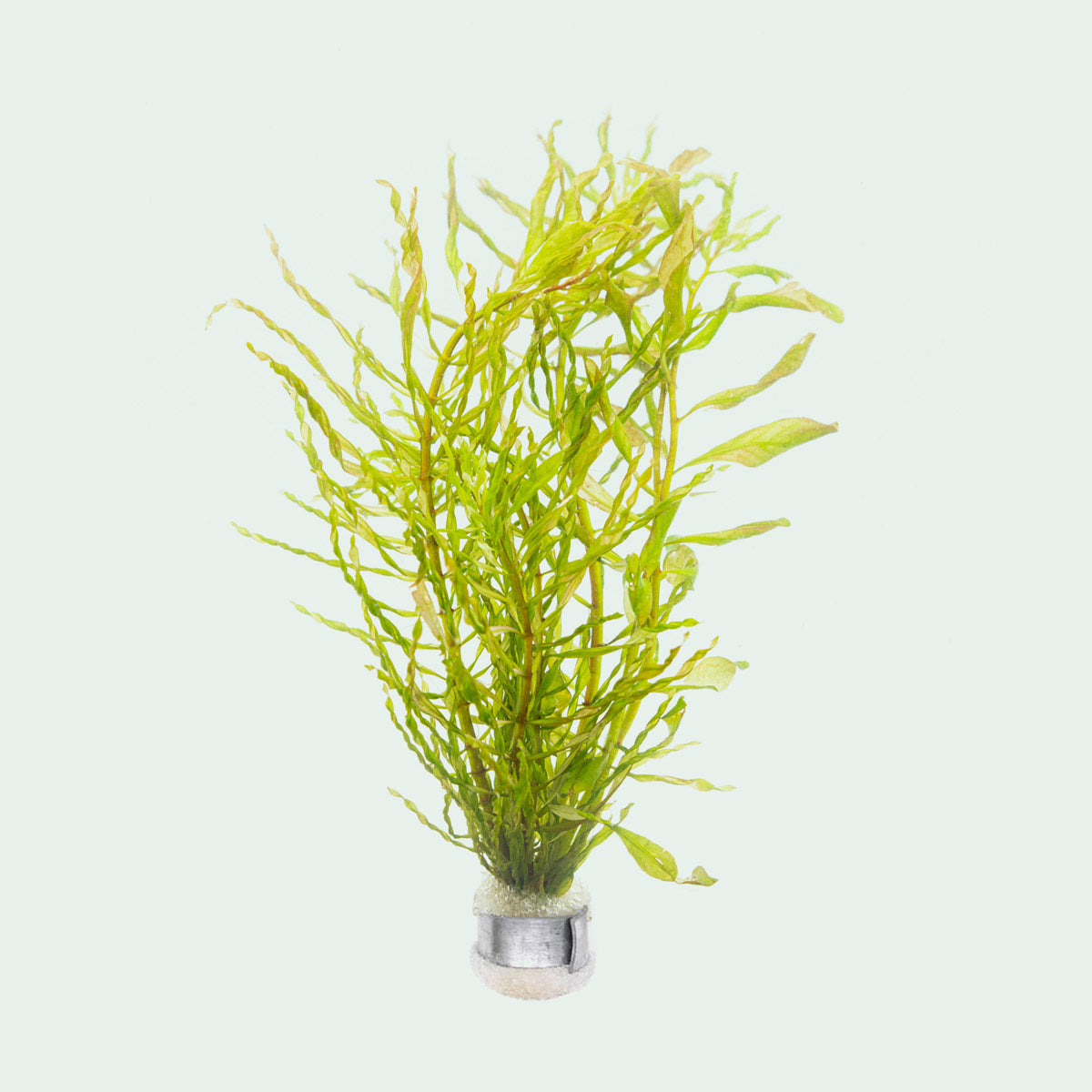 Ludwigia Inclinata Twister Aquatic Plant for Freshwater Aquariums | Live Aquarium Plants for Fish Tanks | Perfect for Aquascaping and Aquatic Decor