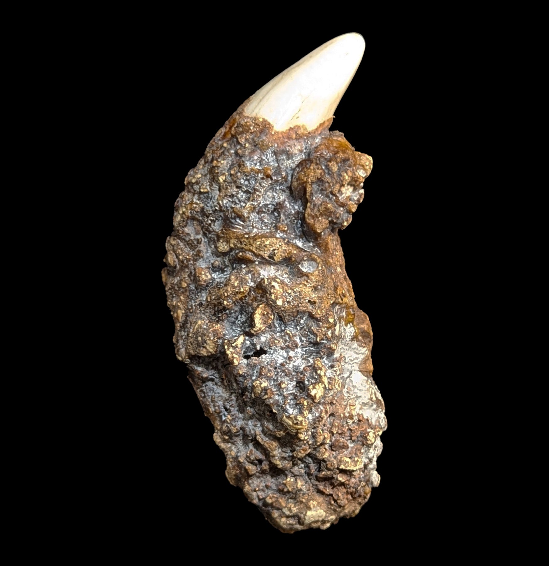 Authentic Fossil Cave Bear Canine Specimen - Genuine Ice Age Collectible for Paleontology Enthusiasts & Home Decor - Perfect for Museum Displays, Educational Projects, and Unique Gift Ideas