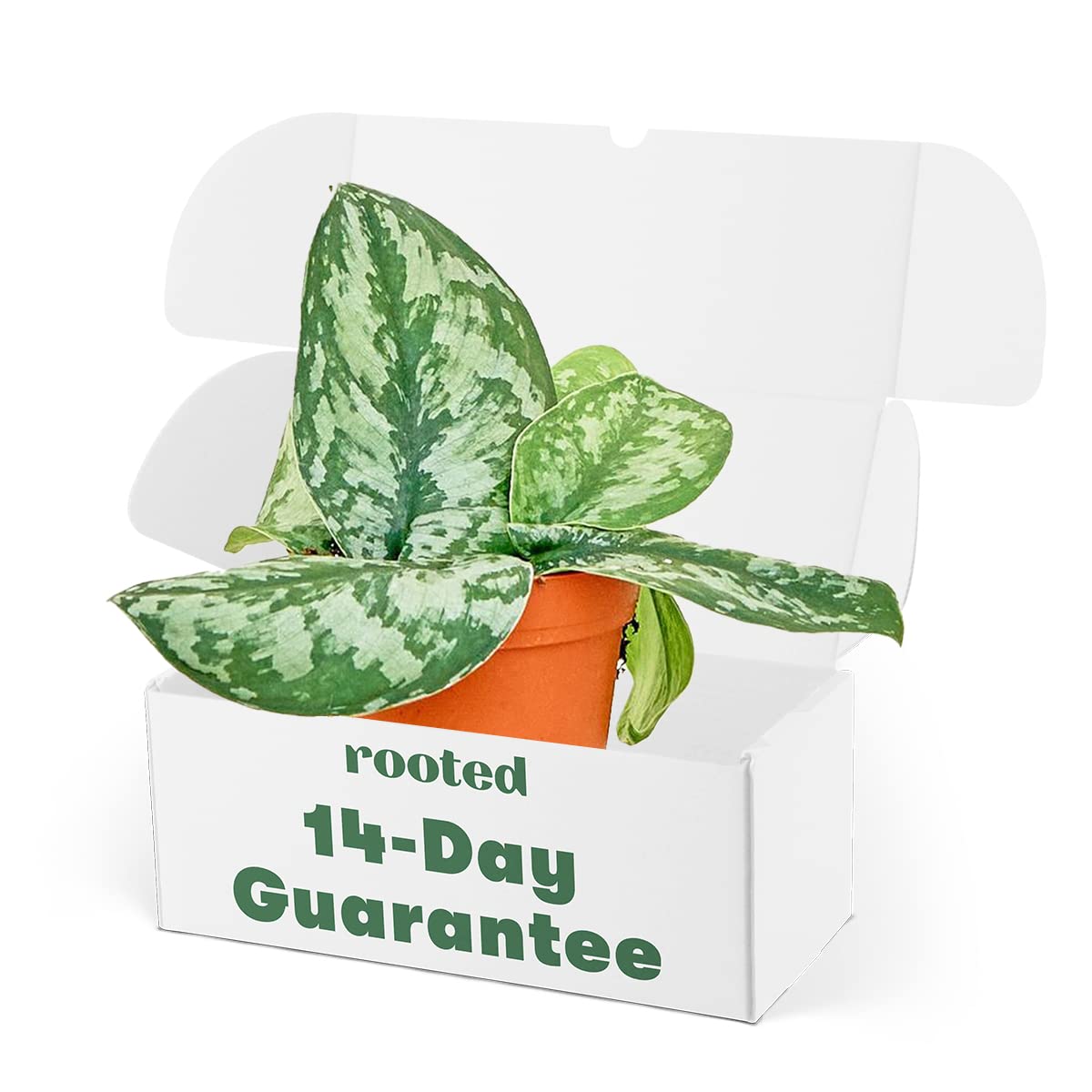 Silver Pothos (Scindapsus pictus 'Exotica') - Live Easy Care Indoor Houseplant in 4 Inch Pot | Perfect for Home Decor, Office Plants & Low Light Spaces