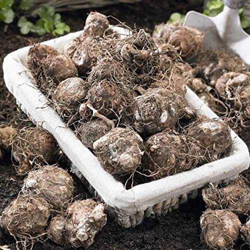Caladium Blaze Bulbs (6 Pack) - Heat & Humidity Resistant Elephant Ear Plants for Tropical Gardens, Patio Decor & Shade Landscaping