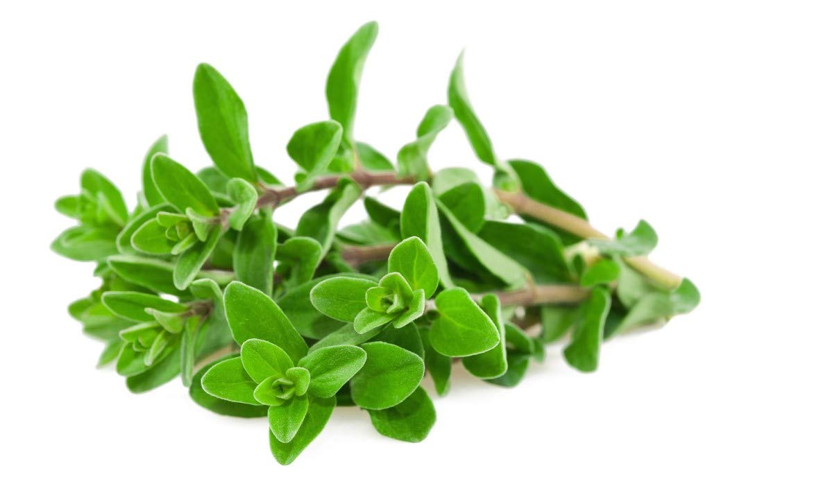 Organic Sweet Marjoram Seeds - 50 Count Non-GMO Herb Seeds for Home Gardening | COOL BEANS N SPROUTS Brand | Perfect for Indoor Herb Gardens, Kitchen Windowsills & Culinary Use