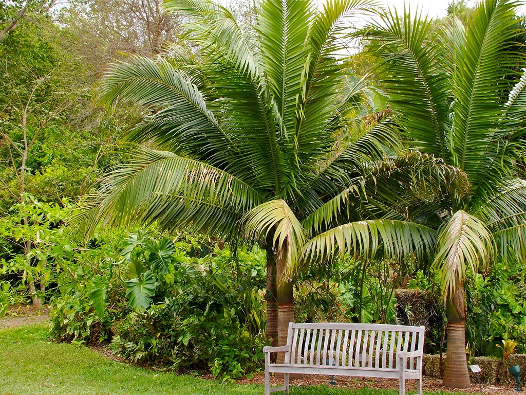 Satake Palm Live Plant - 3 Gallon Growers Pot - Satakentia Liukiuensis Rare Ornamental Palm for Indoor & Outdoor Landscaping, Tropical Garden Decor, and Exotic Plant Collections