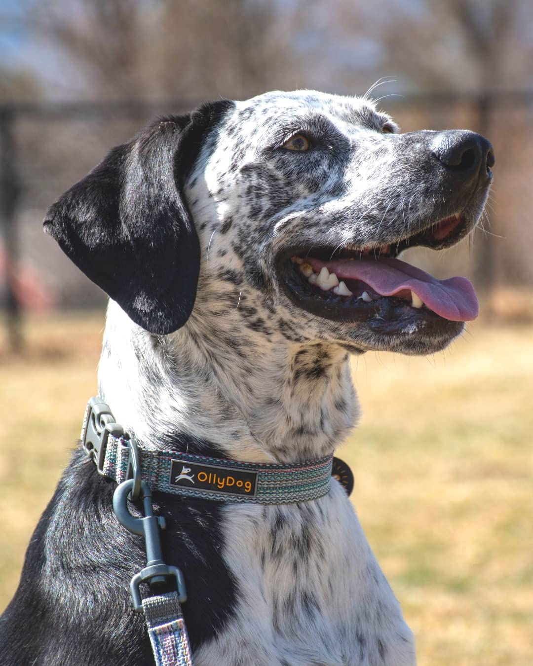 OllyDog Rescue Adjustable Dog Collar with Heavy-Duty Buckle - Lightweight Training Collar for Small, Medium & Large Dogs (Large, Prism) - Perfect for Daily Walks, Training & Outdoor Adventures