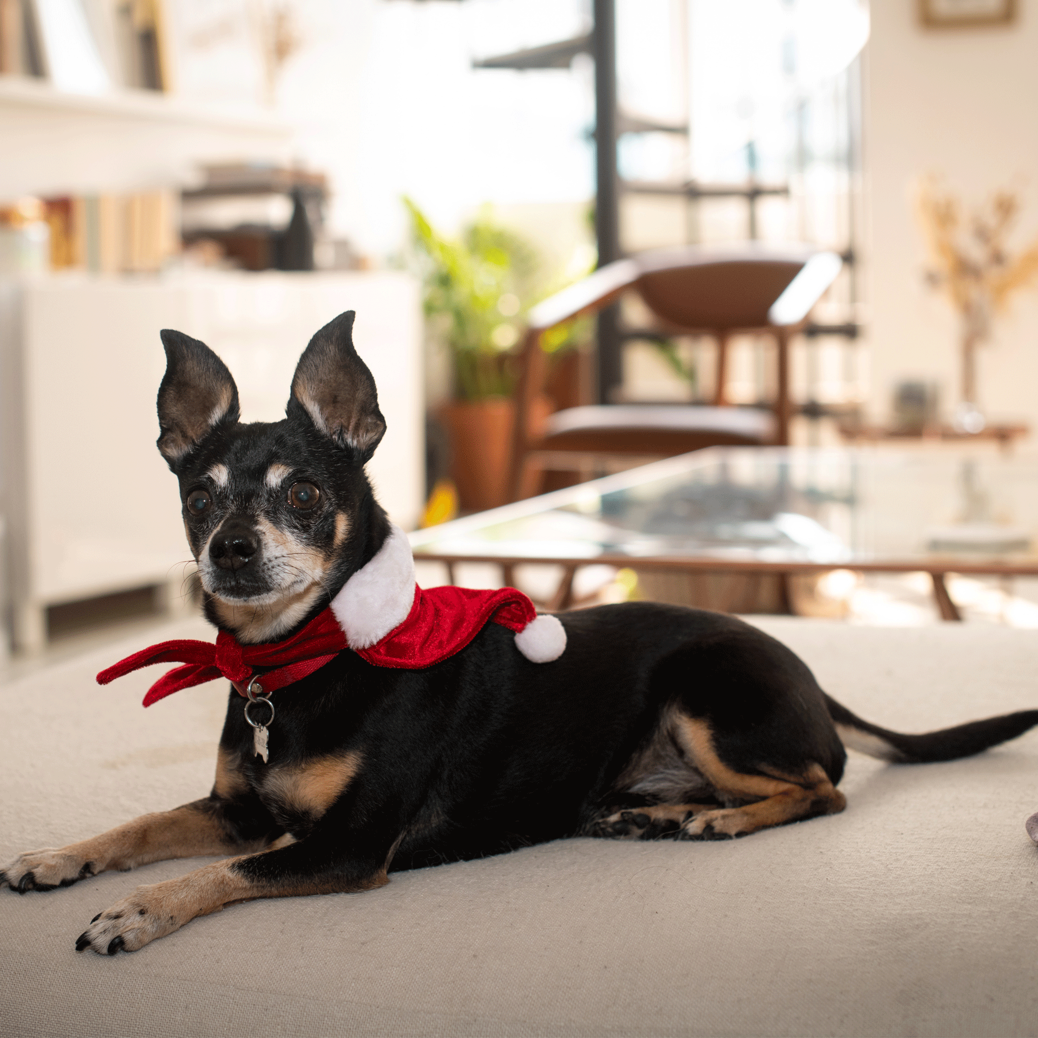 Huxley & Kent Christmas Dog Bandana - Festive Holiday Pet Bandana for Dogs - Perfect for Christmas Photos, Parties & Festive Occasions