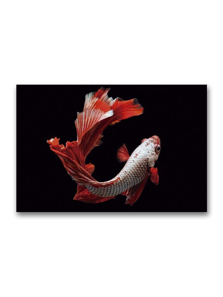 Vibrant Red Betta Fish Swimming Art Print - Perfect for Aquarium Lovers, Home Decor & Office Wall Art | Underwater Theme Decorations for Living Room, Bedroom or Fish Tank Enthusiasts