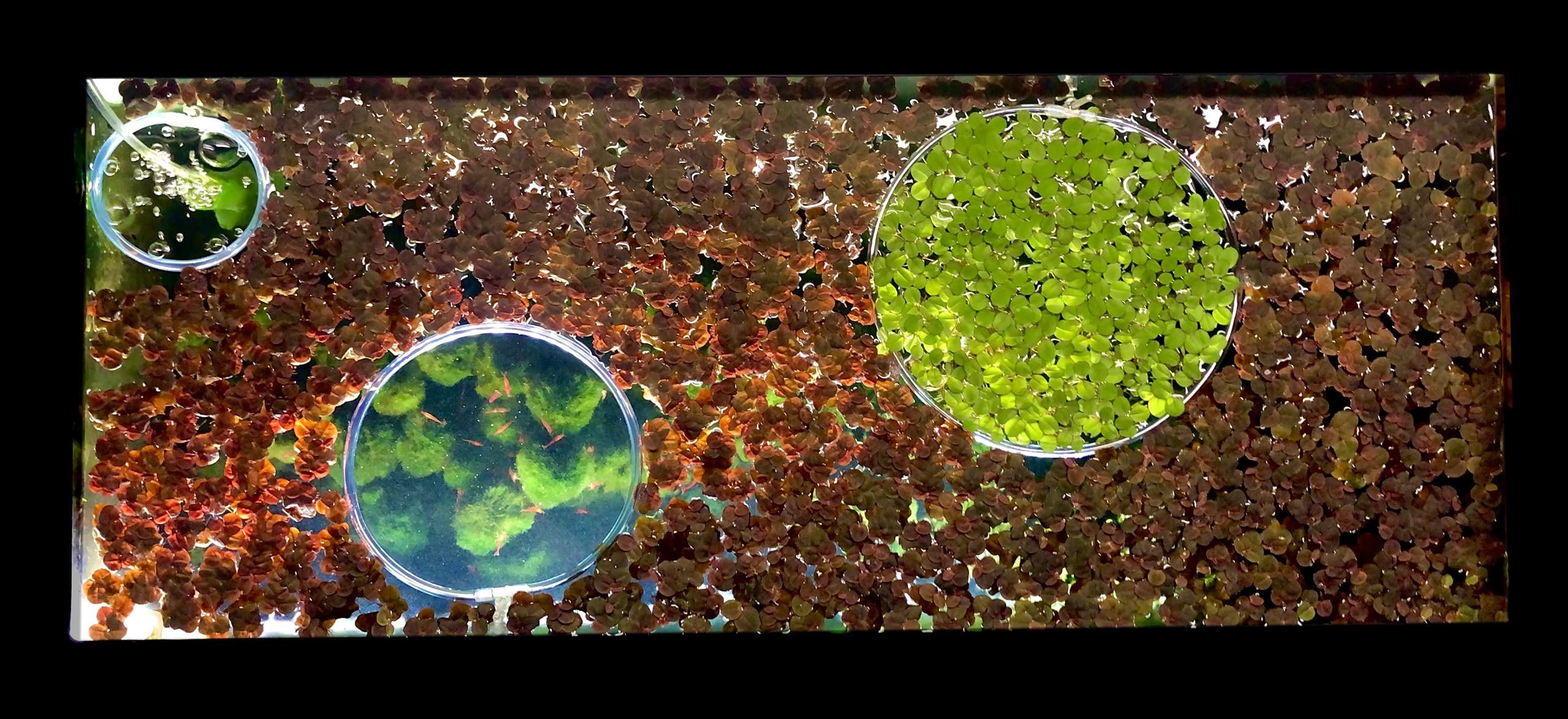 60+ Giant Duckweed (Spirodela Polyrhiza) Live Aquatic Floating Plants for Aquarium - Includes Mystery Plant & Invisible Feeding Ring - Perfect for Fish Tanks, Ponds & Aquatic Ecosystems