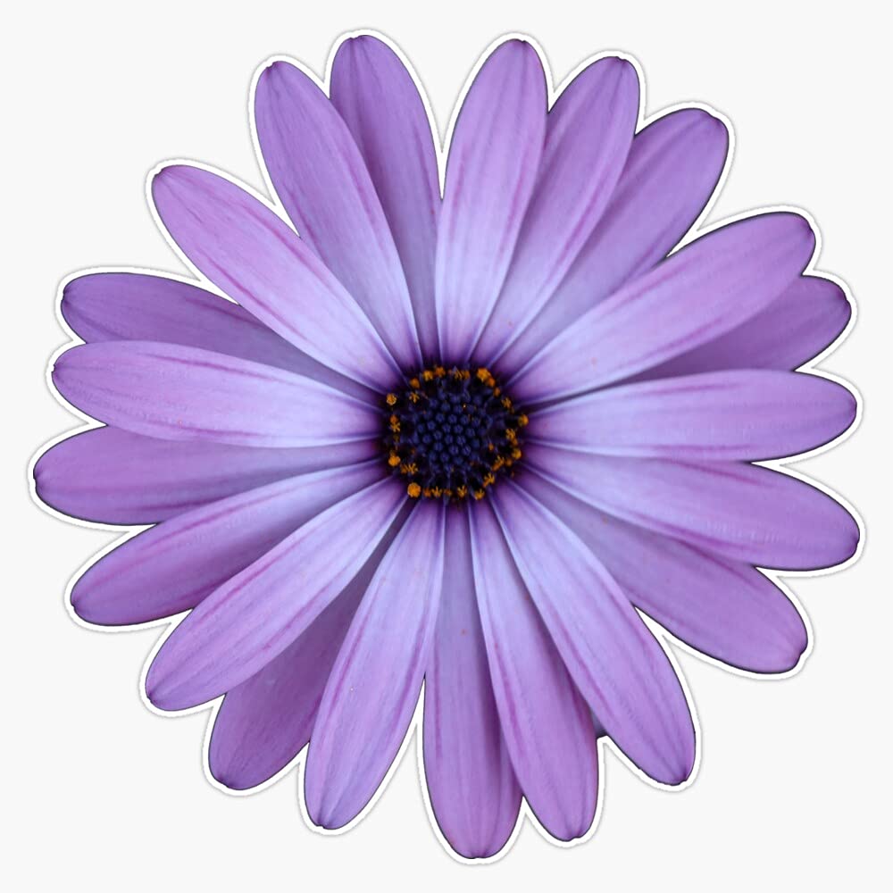 Purple Daisy Vinyl Sticker - Waterproof Decal for Bumper, Laptop & Windows (5 Inch) - Perfect for Cars, Laptops, Water Bottles & DIY Crafts