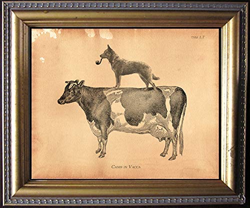 Australian Cattle Dog Riding Cow Art Print - Semi-Matte Photo Paper with Tea-Stained Background - Unique Dog Lover Gift for Dog Moms - Perfect for Home Decor, Office Wall Art & Pet-Themed Gifts