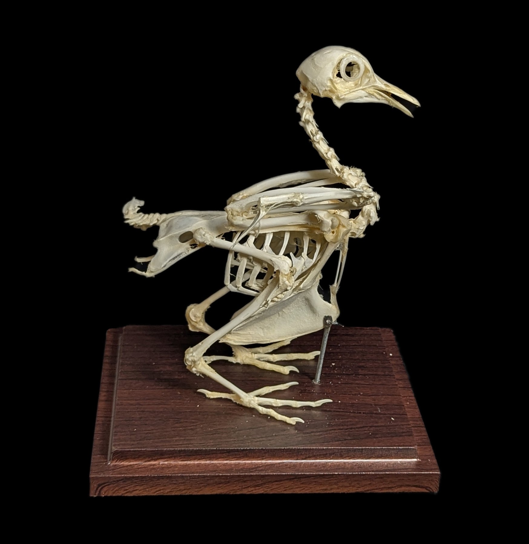 Articulated Pigeon Skeleton - Realistic Bird Anatomy Model for Science Education, Halloween Decor & Gothic Display - Perfect for Classrooms, Labs & Dark Aesthetic Home Decor