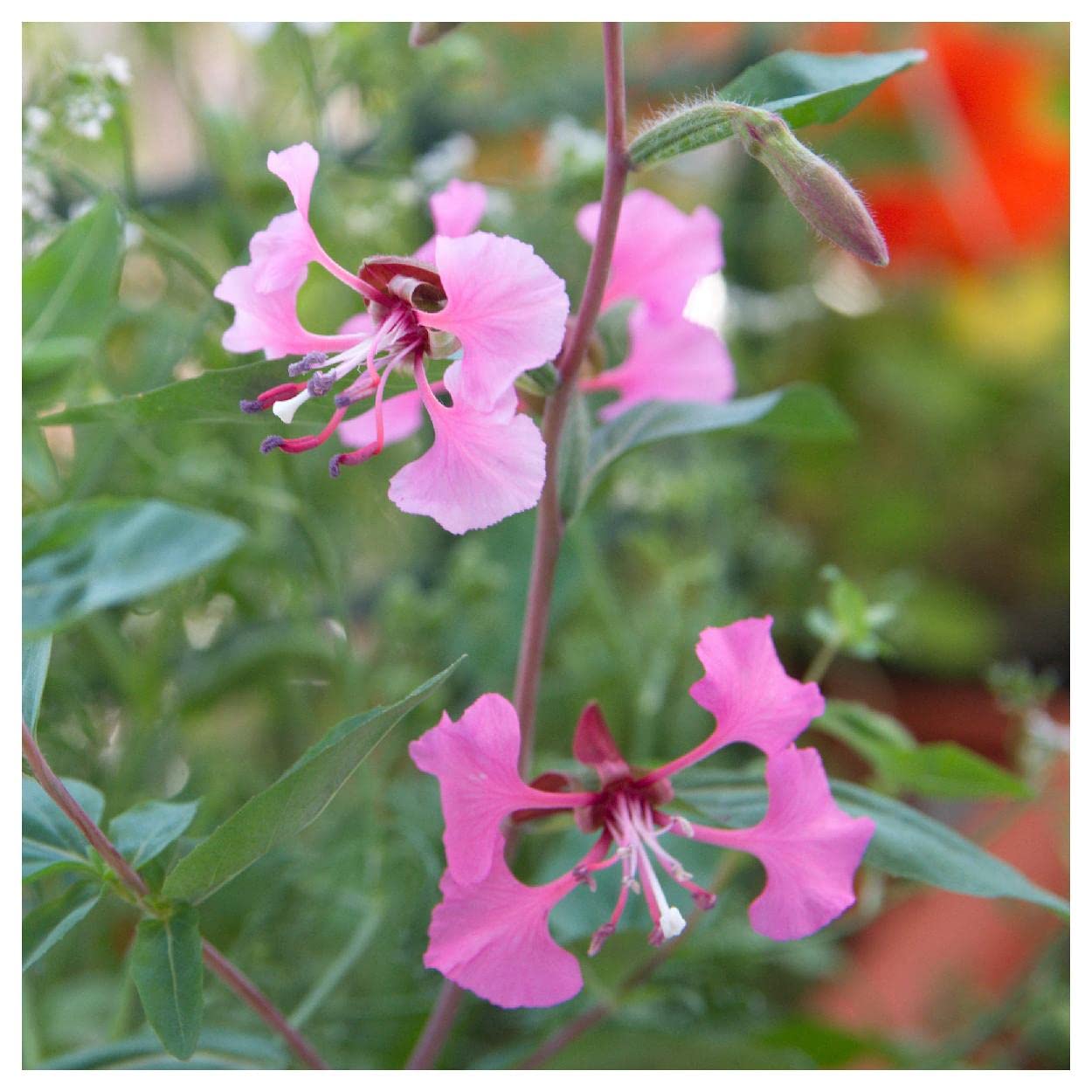 Everwilde Farms - 2000 Elegant Clarkia Native Wildflower Seeds - Gold Vault Jumbo Seed Packet for Garden Landscaping & Pollinator Gardens