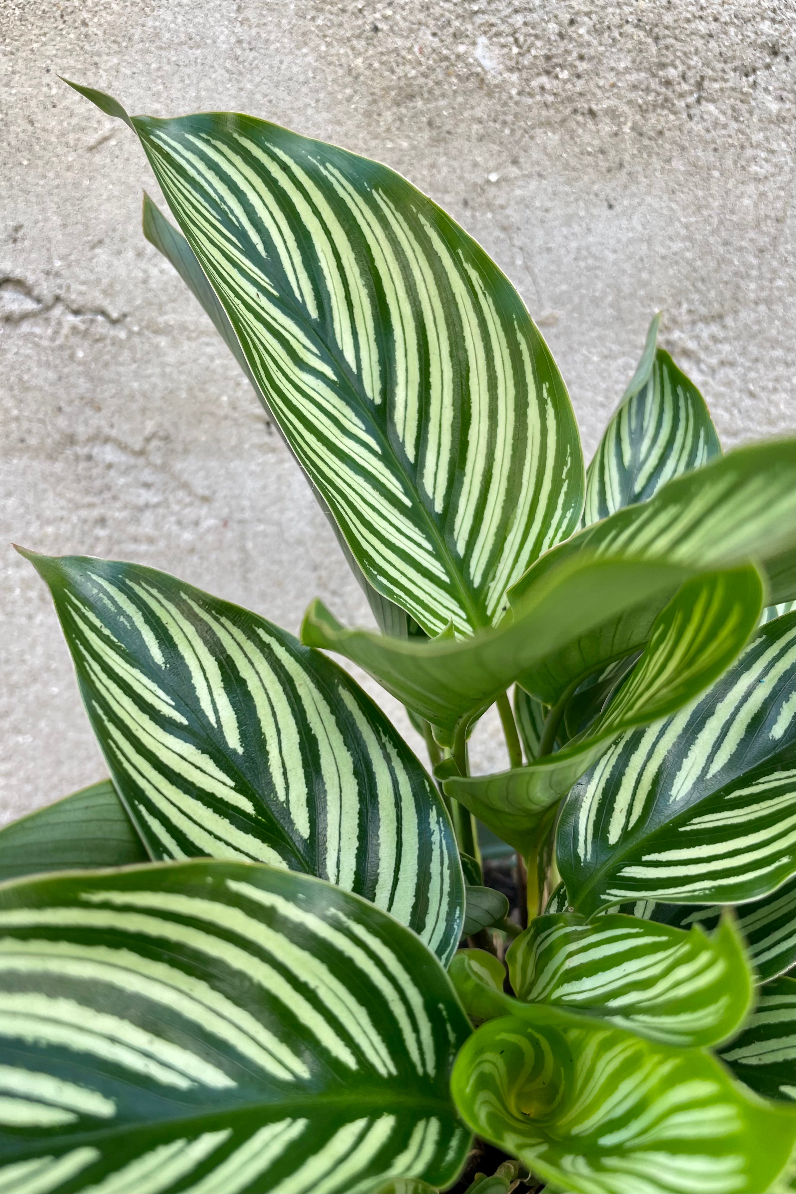 Calathea elliptica 'Vittata' - 6 Inch Live Prayer Plant with Striking Striped Leaves | Perfect for Home Office Decor, Indoor Houseplant Gift, and Low Light Spaces