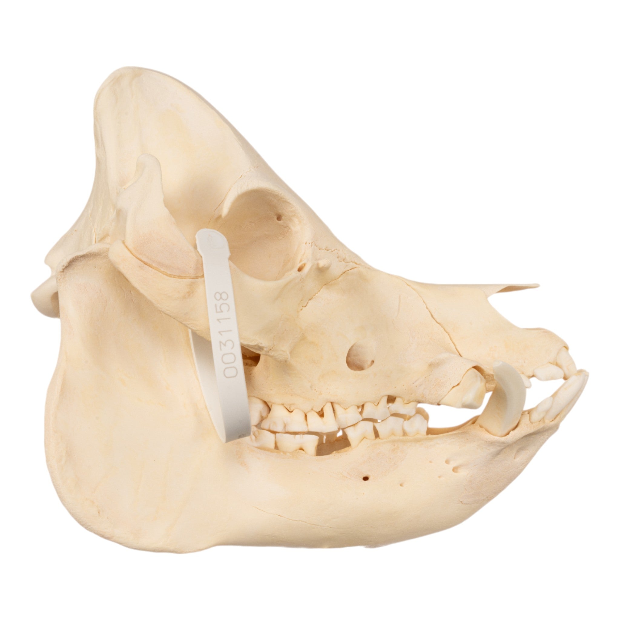 Authentic Kunekune Pig Skull - Natural Bone Specimen for Taxidermy, Oddities Collection & Gothic Decor - Perfect for Halloween, Cabin Decor & Dark Aesthetic Displays