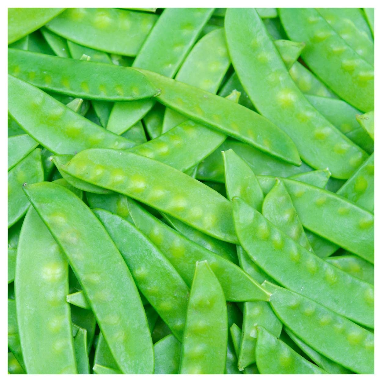 Organic Mammoth Melting Sugar Pea Seeds - 1 Oz Gold Vault Packet by Everwilde Farms - Perfect for Home Gardening, Edible Landscaping & Fresh Pea Harvests
