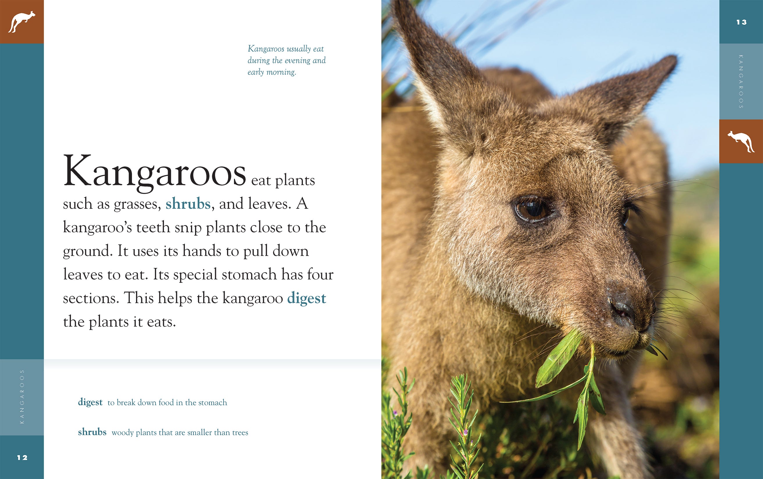 Kangaroos: Fascinating Wildlife Book (ISBN 9781640263826) - Perfect for Animal Lovers & Nature Enthusiasts