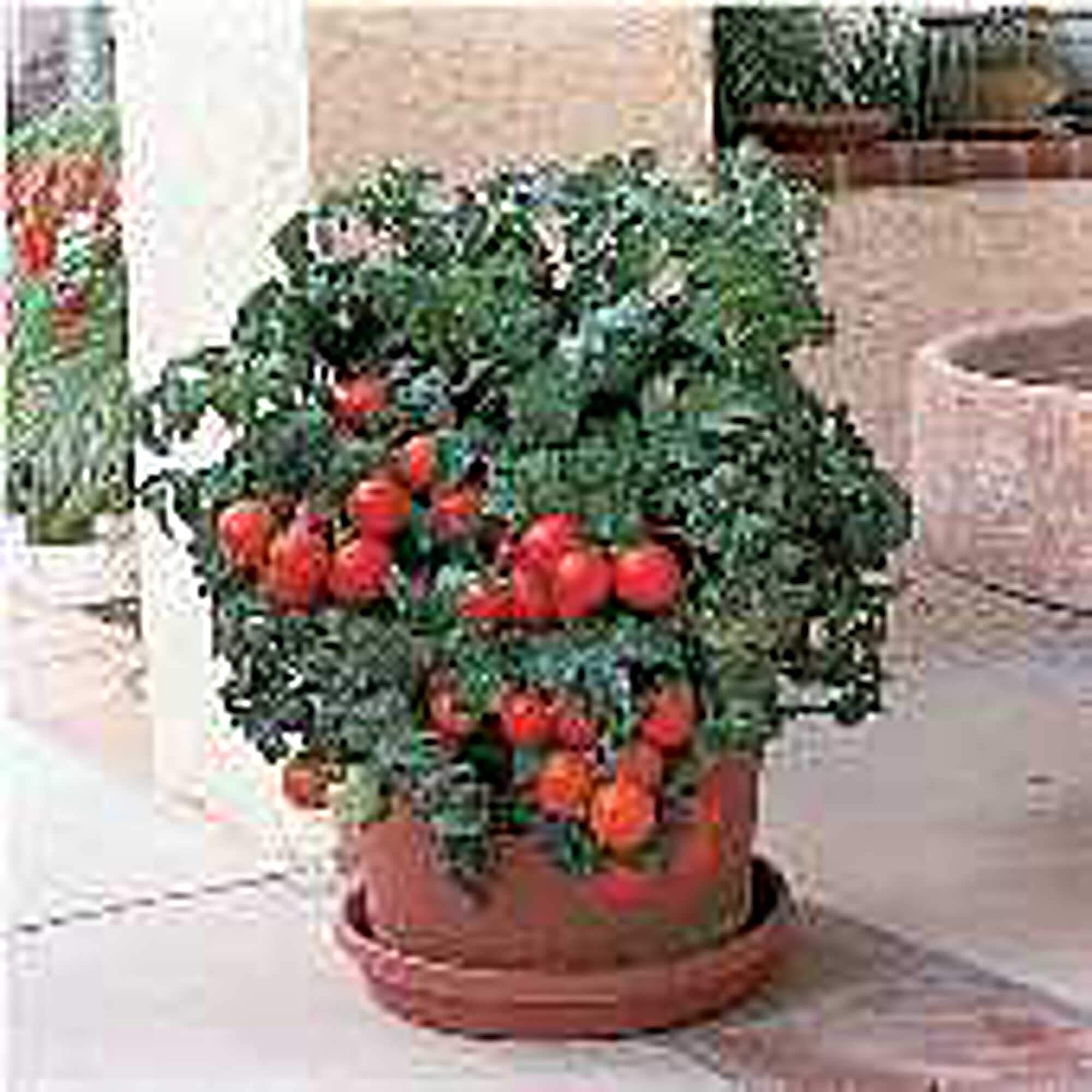 Heirloom Non-GMO Patio Tomato Seeds - 25+ Organic Vegetable Garden Seeds for Planting | Seed King Express | Perfect for Container Gardening, Balconies & Small Spaces