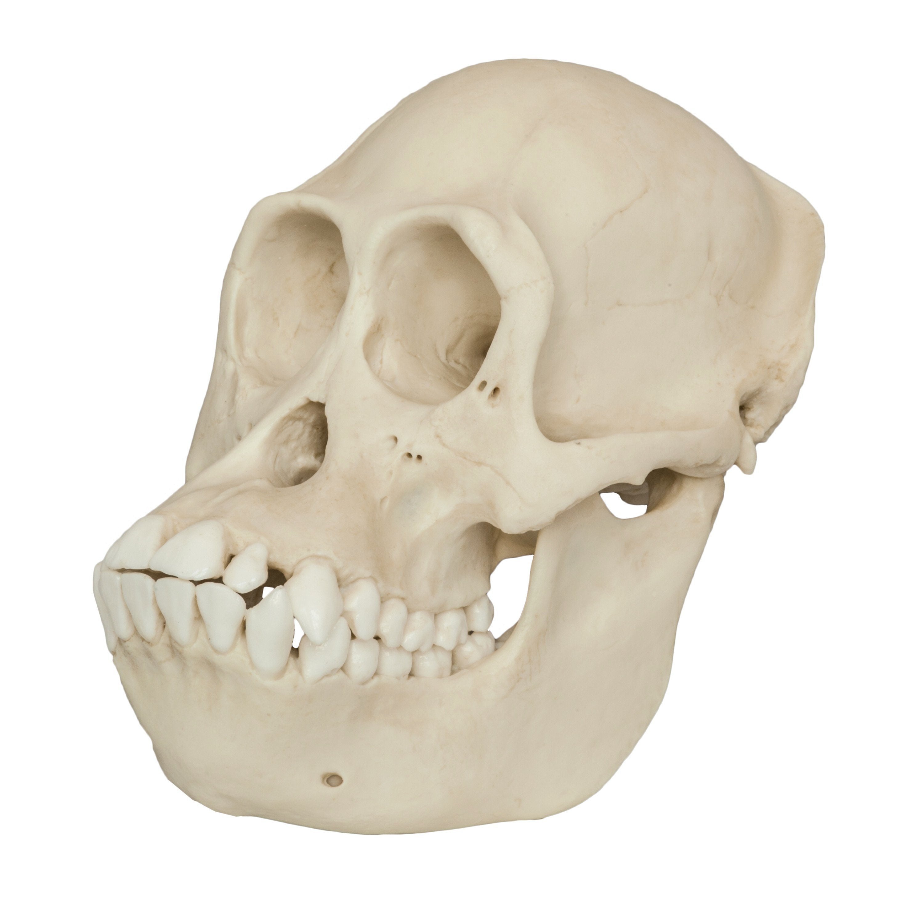 Authentic Bornean Orangutan Skull Replica - Female - Perfect for Educational Displays, Anthropology Studies & Home Decor