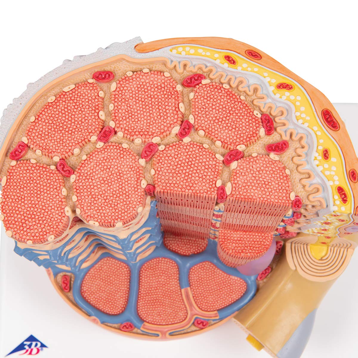 3B Scientific B60 Microanatomy Muscle Fiber Model - 10,000X Magnified Human Muscle Structure (7.3