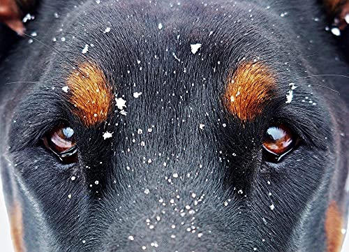 1000-Piece Wooden Jigsaw Puzzle - Cute Dog Face Design - Challenging Puzzle Game for Adults & Kids - Perfect for Family Bonding, Stress Relief & Home Decor