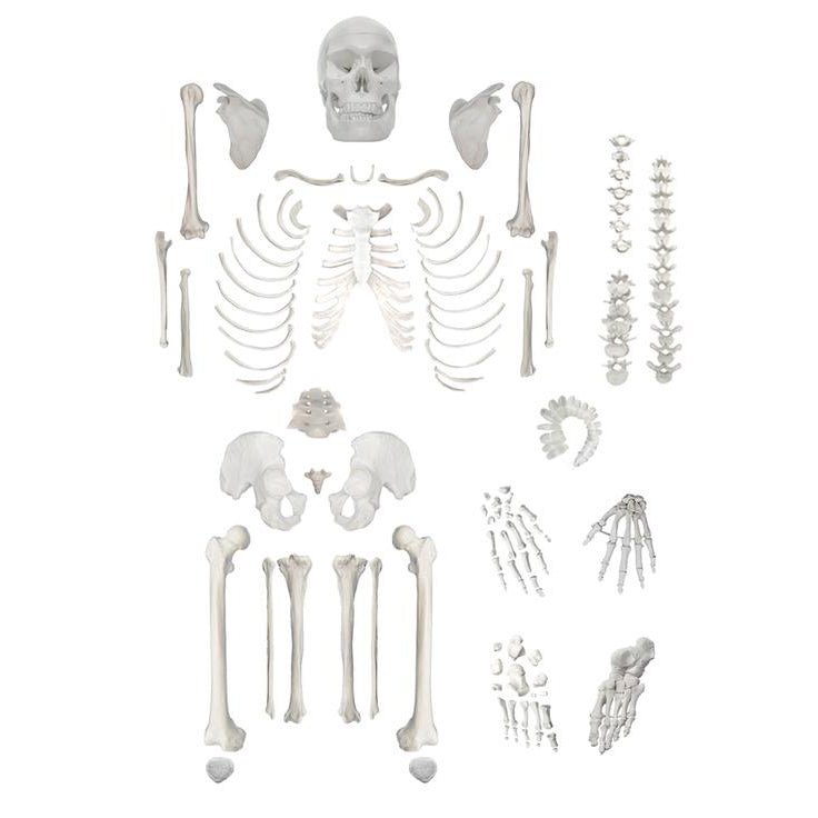 Full Disarticulated Human Skeleton Model - Anatomical Study Specimen for Medical Education & Science Classroom Demonstration