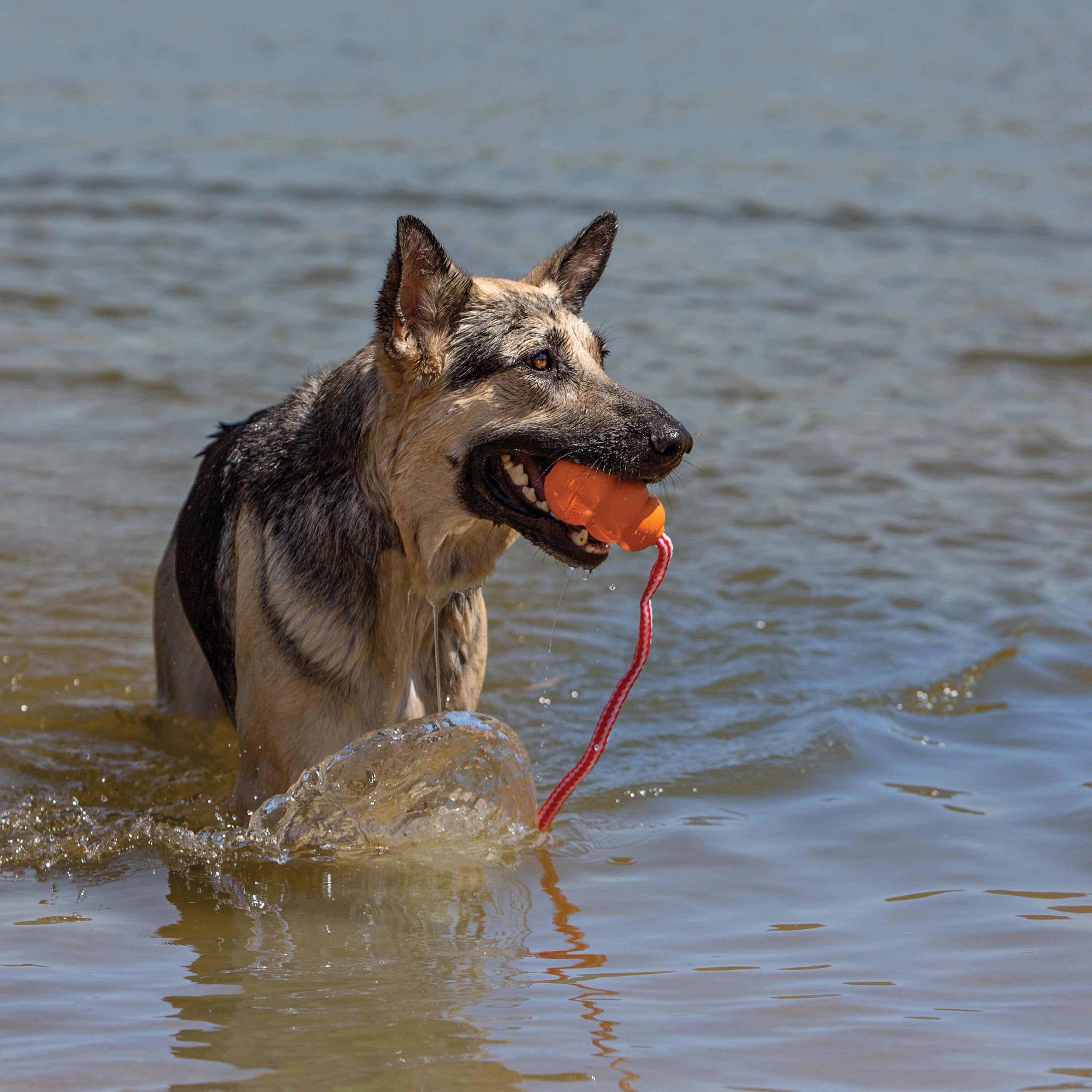 Kong Aqua Dog Toy - Durable Chew Toy for Large & Small Dogs - Interactive Play & Mental Stimulation - Perfect for Fetch, Training & Water Play