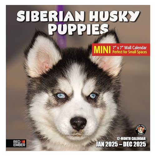 04A - Siberian Husky Puppies