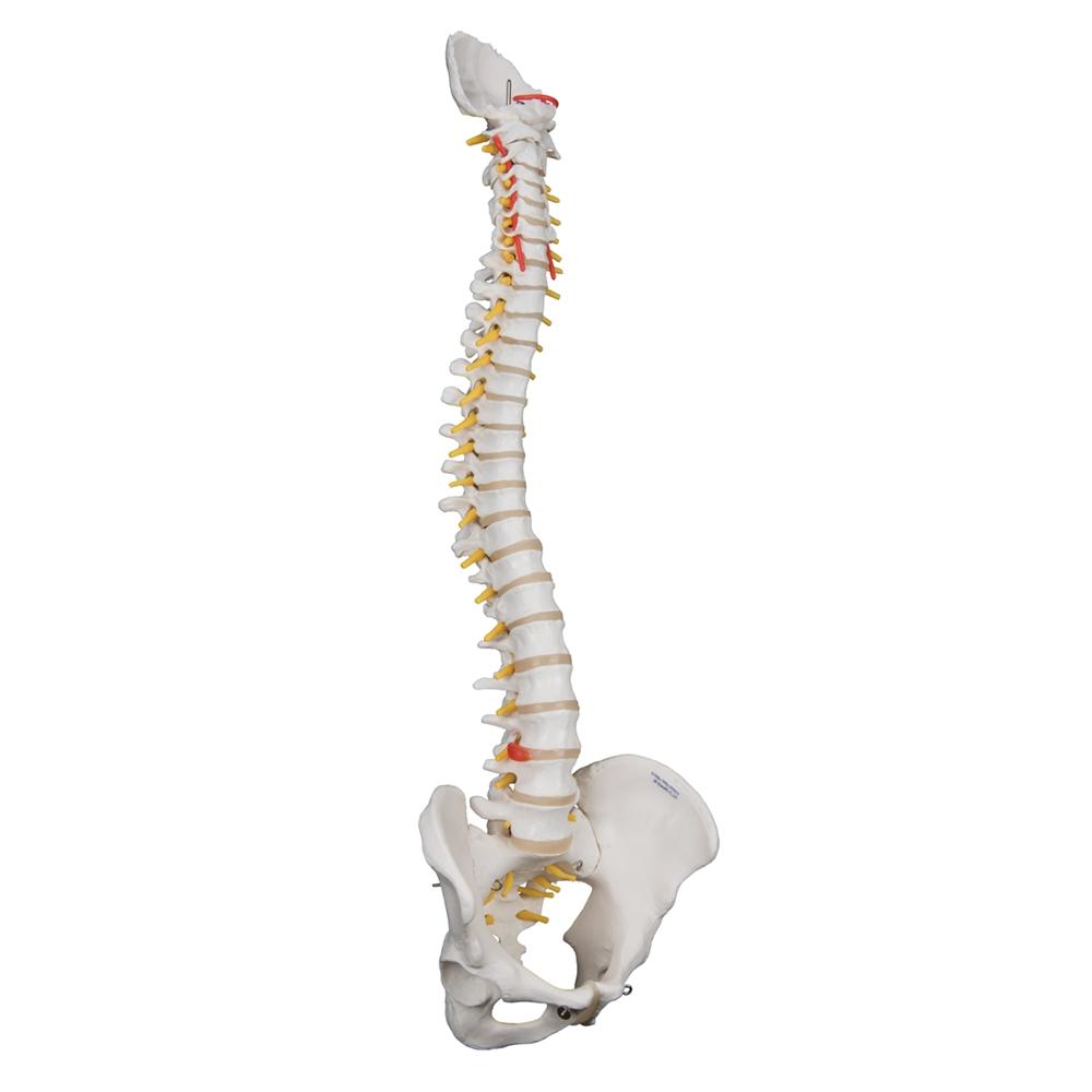 Highly Flexible Spine Model - Anatomical Human Vertebral Column for Medical Education & Training | Perfect for Students, Chiropractors & Physical Therapists