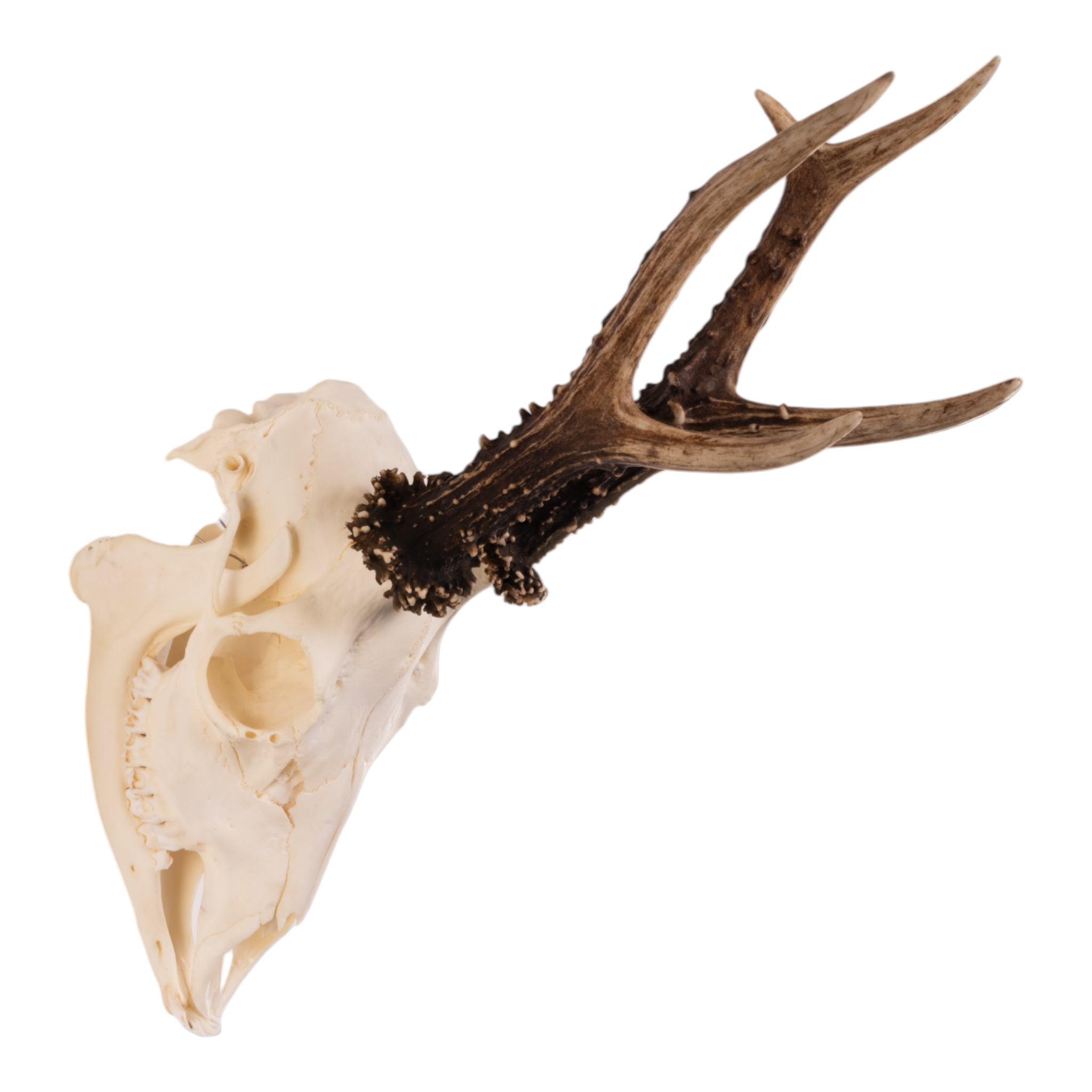 Real Roe Deer Skull with Mandible - European Mount Taxidermy for Home Decor, Hunting Trophy & Gothic Display | Perfect for Cabin, Man Cave & Halloween Decorations