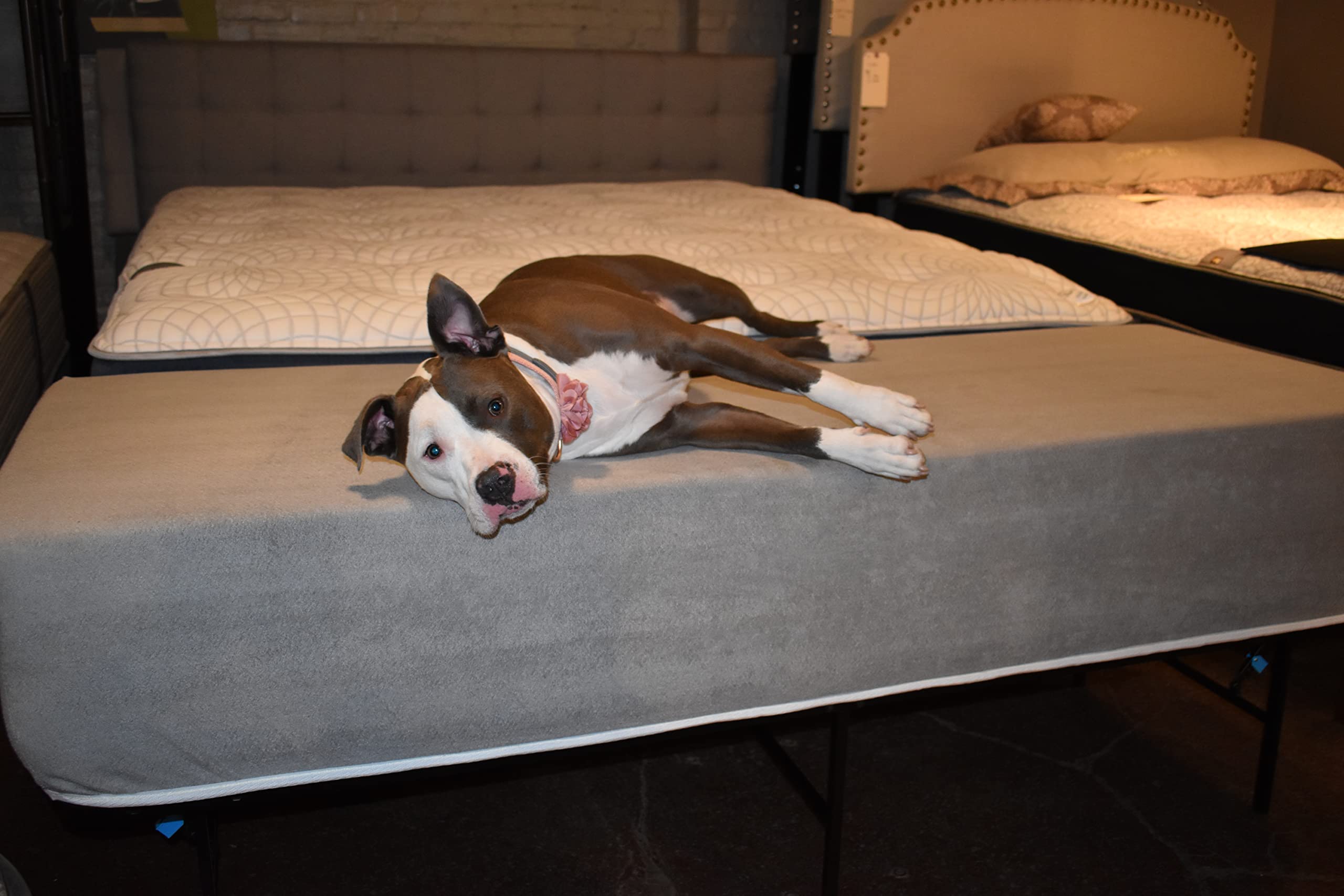 Elevated Foam Dog Bed Mattress Extender for Queen Beds - 6